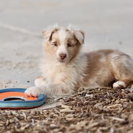 Australian Shepherd, Miniature American Shepherd, Miniature Australian Shepherd, and Toy Australian Shepherd Puppies from Painted Blue Aussies