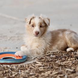 Australian Shepherd, Miniature American Shepherd, Miniature Australian Shepherd, and Toy Australian Shepherd Puppies from Painted Blue Aussies