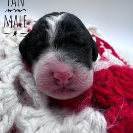 Goldendoodle and Poodle Puppies from Trammell’s Southern Pups