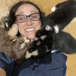 "Fall Babies of 2021" Miniature Australian Shepherd Puppies from Integrity Aussies Tx