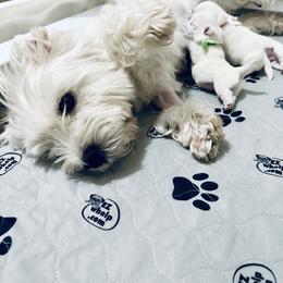 West Highland White Terrier Puppies from SunPeak West Highland White Terriers