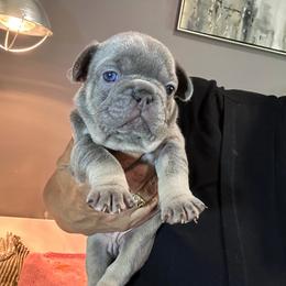 Orange - Blue female French Bulldog puppy in Bolingbrook, Illinois from Flores Frenchies