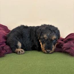 Thomas - Black and tan male Airedale Terrier puppy in Huntersville, North Carolina from Cool Hand Luke Kennels