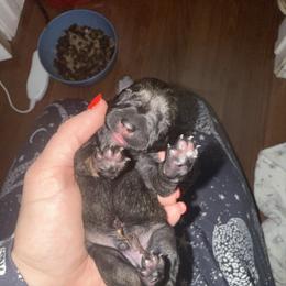 Boy 1 - Salt and pepper male Miniature Schnauzer puppy in Watauga, Texas from Sissy’s Schnauzers