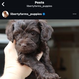 Mintie (thin mint) - Brown female Cavapoo puppy in Eagle Mountain, Utah from Liberty Farms Puppies
