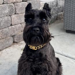 Miniature Schnauzers from Ironwood Schnauzers