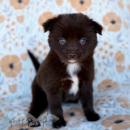 Lily - Red tri female Toy Australian Shepherd puppy in Liberty Hill, Texas from Pistol Paws Aussies