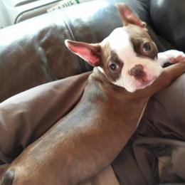 Boston Terrier Puppies from SB Bostons