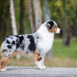 Davis - Australian Shepherd
