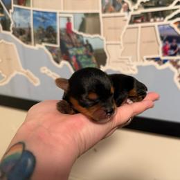 C - Black and tan male Yorkshire Terrier puppy in Boone, North Carolina from Coffeycup Yorkies