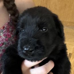 Boy 1 - Black male Giant Schnauzer puppy in North Royalton, Ohio from Mandy’s Giant Schnauzers