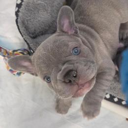 French Bulldog puppies from Kaitlyn Slone