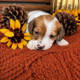 Bingo - Dapple male Dachshund puppy in Chillicothe, Ohio from Brittney's Dachshunds
