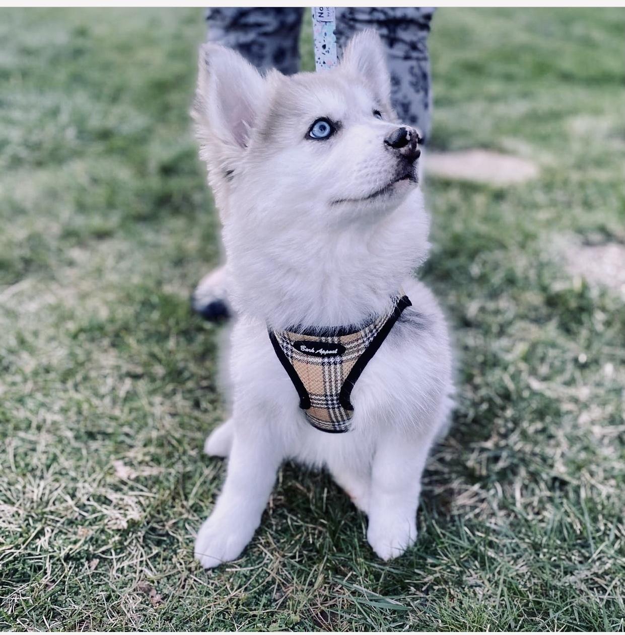 M&L Pomskies in Pennsylvania Pomsky puppies Good Dog