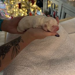 Noel - Lemon and white female Basset Hound puppy in Gulf Breeze, Florida from Breeze Basset Hounds