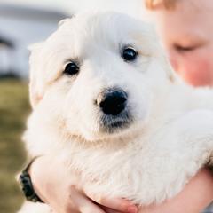 Girl 1  Goldie -gold collar - White Great Pyrenees puppy in New Palestine, Indiana from Hitchcock Homestead