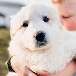 Girl 1  Goldie -gold collar - White Great Pyrenees puppy in New Palestine, Indiana from Hitchcock Homestead