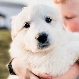 Girl 1  Goldie -gold collar - White Great Pyrenees puppy in New Palestine, Indiana from Hitchcock Homestead