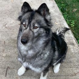 Siberian Huskies from Grandma G’s Huskies