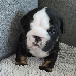 Ben - Black tri-color male Bulldog puppy in Albany, Oregon from Red Cloud Australian Shepherds and DeGray Great Danes & Bulldogs