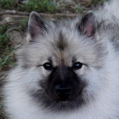 Kiela - Keeshond