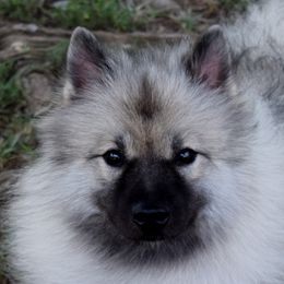 Kiela - Keeshond
