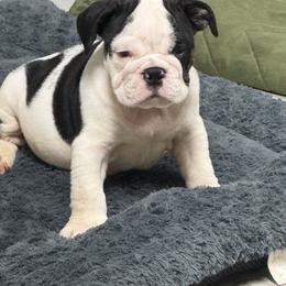Milo - Black tri-color male Bulldog puppy in Cumming, Georgia from Happy Place Kennels