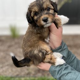 Havanese and Havapoo Puppies from Ladypawspuppies