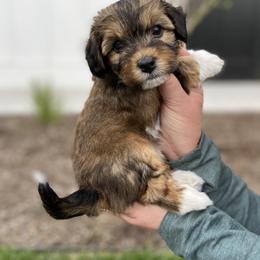 Havanese and Havapoo Puppies from Ladypawspuppies
