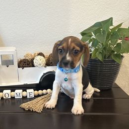Pocket Beagle Rebel - Black white and tan male Beagle puppy in Gentry, Arkansas from HC Puppy Ranch