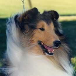 Shetland Sheepdogs from Starlite Shelties
