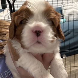 Girl 3 - Blenheim female Cavalier King Charles Spaniel puppy in Washington, North Carolina from Farmhouse Cavaliers NC