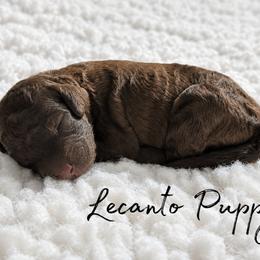Tairn - Phantom male Poodle puppy in Lecanto, Florida from Lecanto Puppy