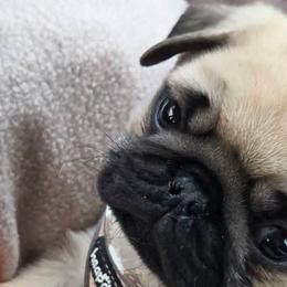 Pugs and Shichons from FURREVER FRENZ