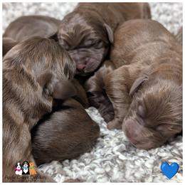 Chocolate F1 Labradoodle Puppies - Ready June 27th. - Chocolate male Labradoodle puppy in Jeddo, Michigan from Apple Creek Doodles