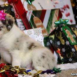 Sprite - Red merle female Border Collie puppy in Richmond, Maine from Lil Maine Border Collies