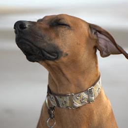 Rhodesian Ridgebacks from Deborah Lappat
