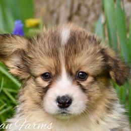 Citrus - Red male Pembroke Welsh Corgi puppy in East Canton, Ohio from Victorian Farms