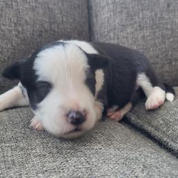 Bump in the Night - Black and white male Border Collie puppy in Caledonia, Michigan from Magnolia Acres