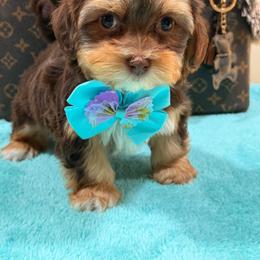 Samy - Brown male Shihpoo puppy in Cooper City, Florida from Jenny La Bone