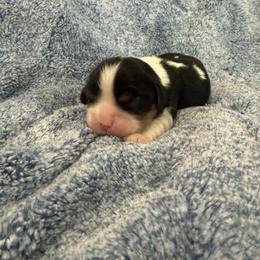 Arlo - Tri-color male Cavalier King Charles Spaniel puppy in Huntington Beach, California from Russell Cavailers