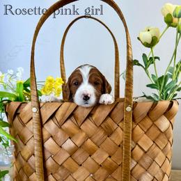 Rosette - Red  female Goldendoodle puppy in Orangevale, California from Ugly Dad Doodles