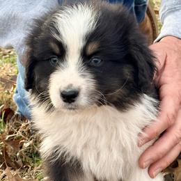 Lester - Black tri-color male Australian Shepherd puppy in Grove, Oklahoma from Dollface Aussies