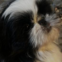 Boy 2 - Black and white male Shih Tzu puppy in Dallas, Texas from A Sassy Soul Shih-Tzu