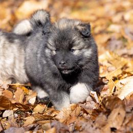 Pomsky Puppies from New World Pomskies