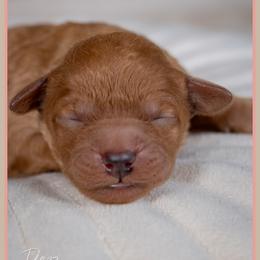 Pamela - Red female Cockapoo puppy in Connersville, Indiana from Deaz Doodle Ranch