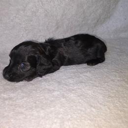 Lime Green collar - Brindle female Dachshund puppy in Lake View, Alabama from Brandys Pups