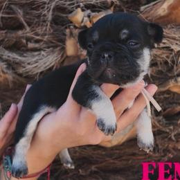 Pink - Black and tan female French Bulldog puppy in Avondale, Arizona from BigDiamondFrenchies