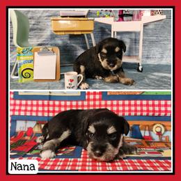 Nanna - Black and silver female Miniature Schnauzer puppy in Lebanon, Missouri from Cedar Glades Canines