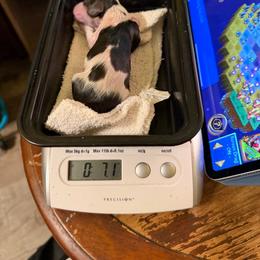 Tootsie - Piebald female Dachshund puppy in Irving, Texas from DFW Dachshunds by G & S